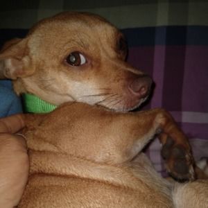 Meet your Posher, Refugia